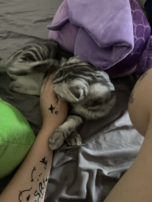 Шотландская вислоухий кот