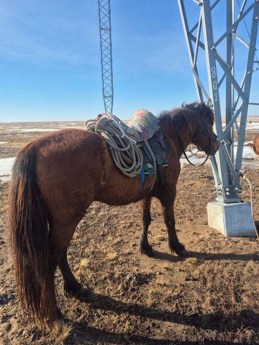 мінгі аттар сатылады