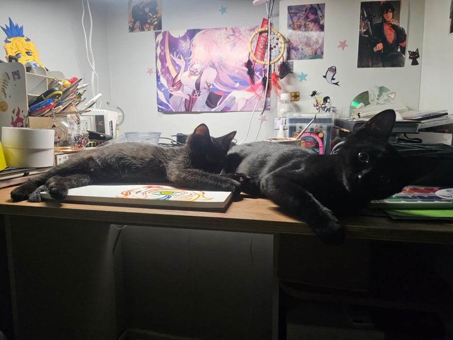 Котенок в хорошие руки