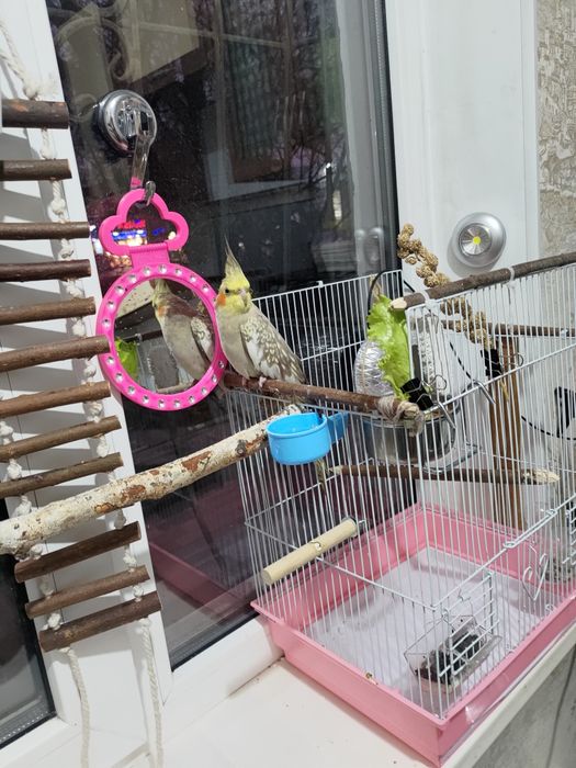 Попугайчик 1 год.