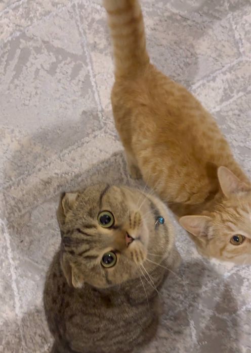 Zoti. Brtion Fold Shinshilla ogl bola