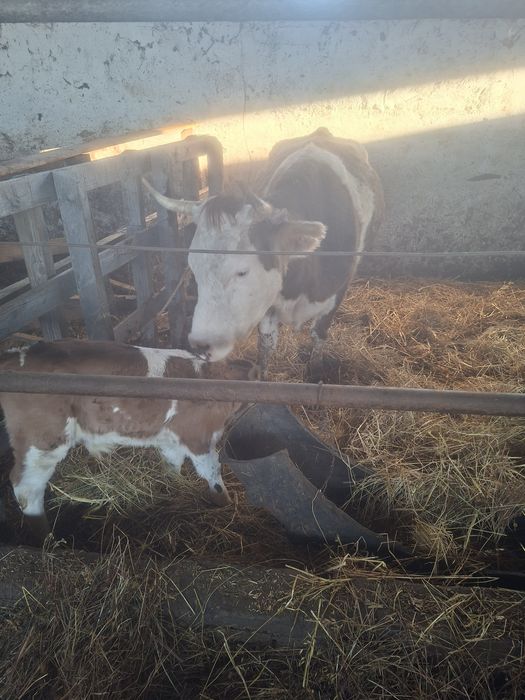 vaci, vaca cu vitel, vaci gestante, junici