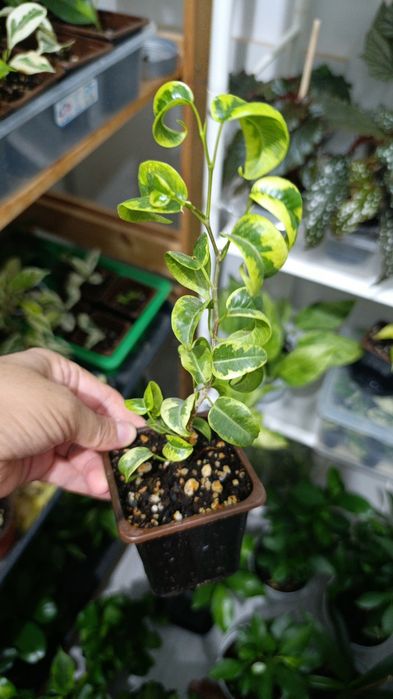 Продам укорененные черенки фикусов