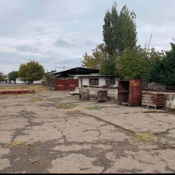 Дурмень 195 соток