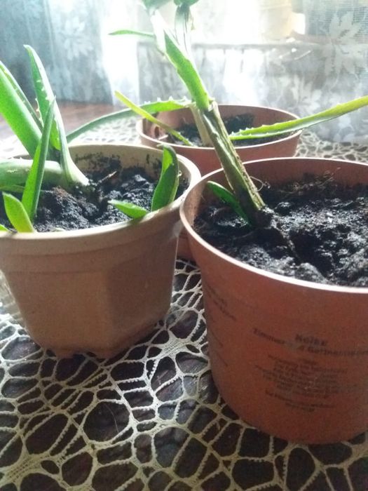 Алоэ, алоэ вера + подарок