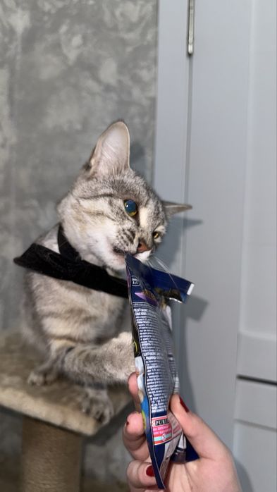 Кошка Косоглазка в добрые руки