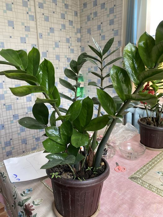 Долларовое дерево