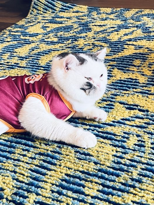 1 yarim yoshda skottish fold mushuki òğil bola