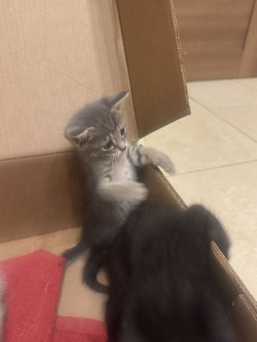Котята срочно отдадим