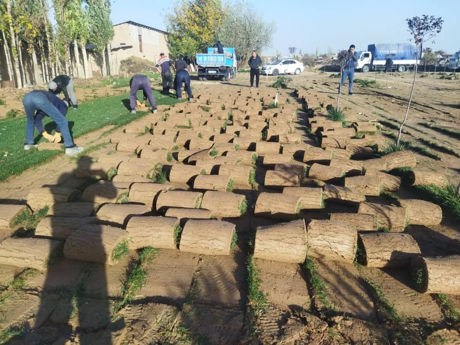 Газон икиш рулонавой чим дарахт мутахасис