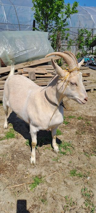 Capra sannen varsta 2 ani