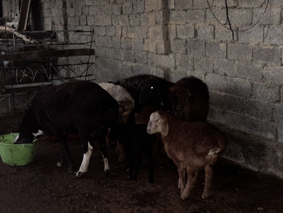 Husori qoylar sotiladi