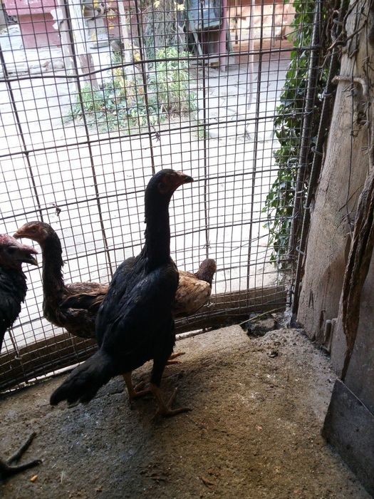 Продам молодых курей породы корейская бойцовые дакан куры здоровые