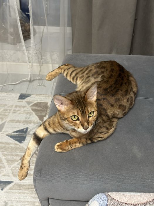 Кошка Бенгальская