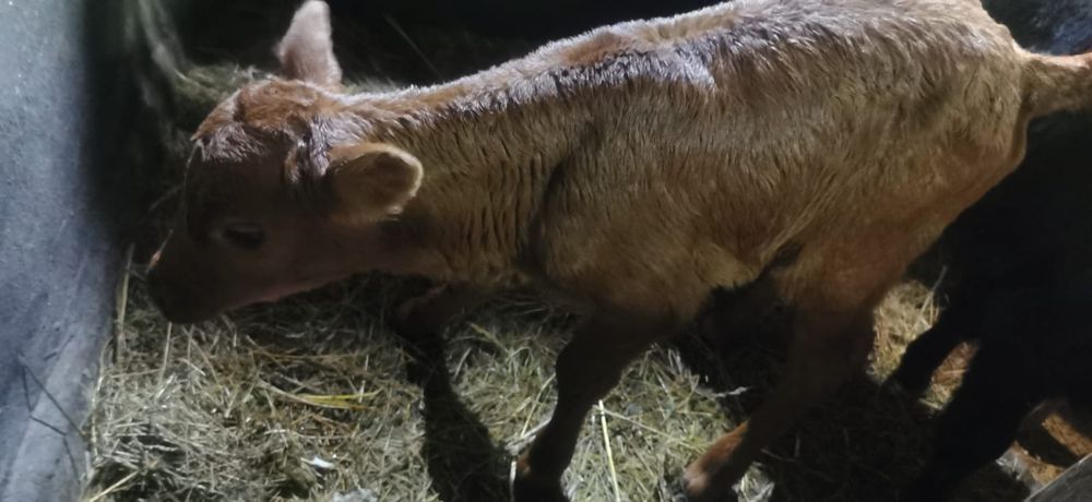 Продам телят 3шт