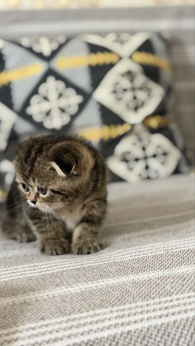 Британцы вислоухие