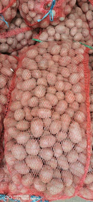 Cartofi samanta Harghita