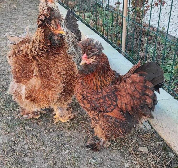 Oua incubat găini moțate barboase golașe frezate