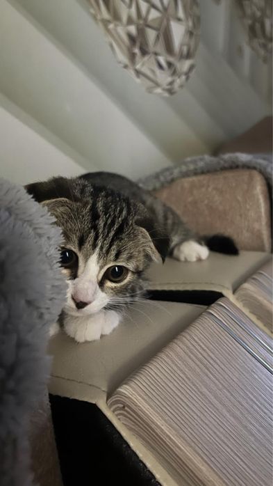 шотландская вислоухая кошка