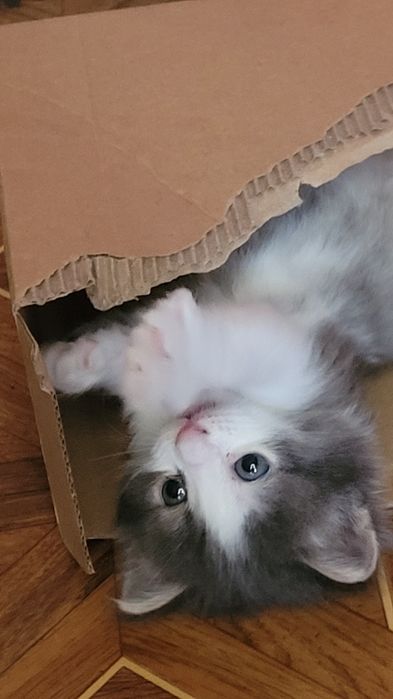 Дарю обалденного котенка