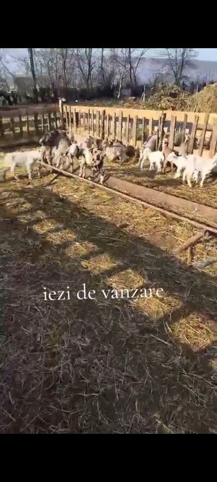 Iezi de vânzare!