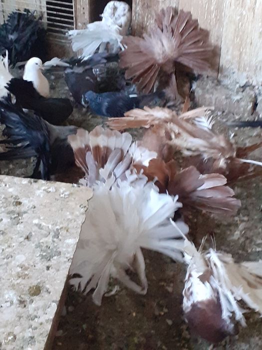 Porumbei ornament de vânzare în Găești
