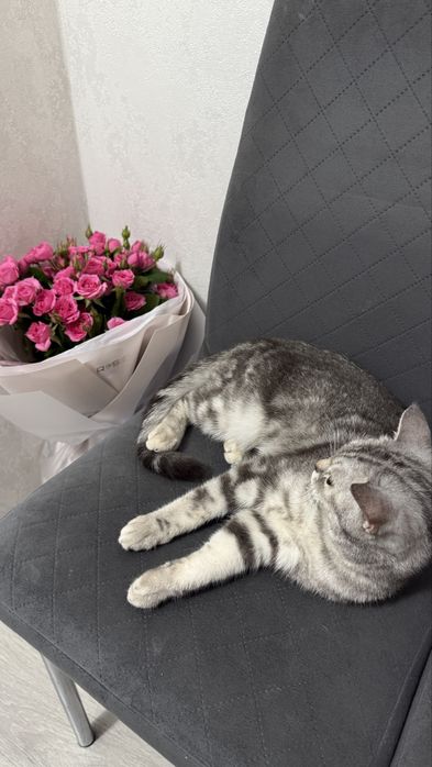 Отдам даром шотландскую кошку