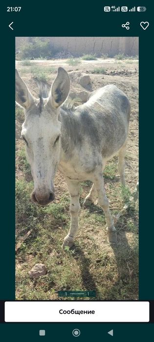 Eshak ona bola sotiladi