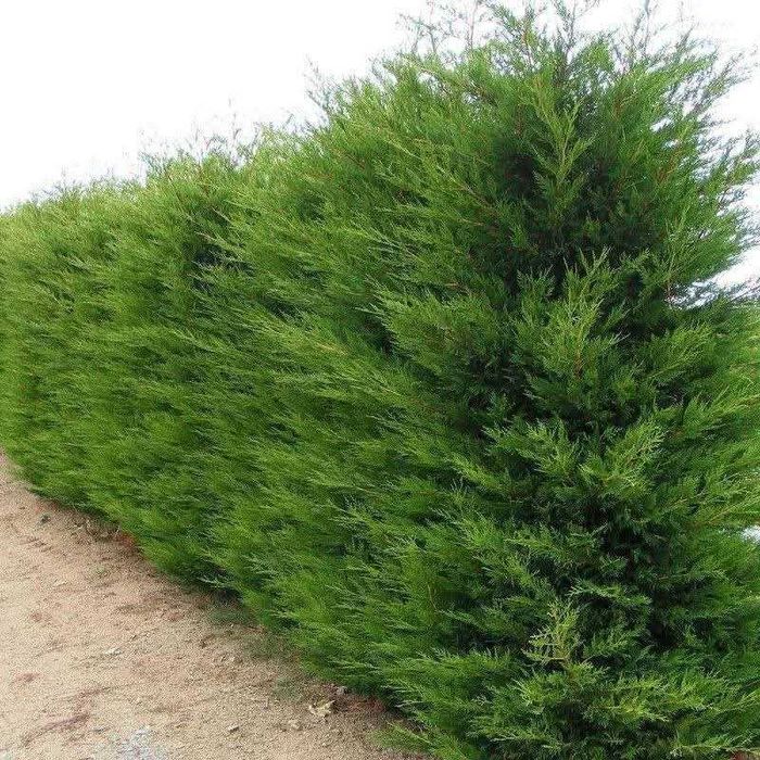 Leylandii chiparos altoit la ghiveci inaltime 130-140 cm