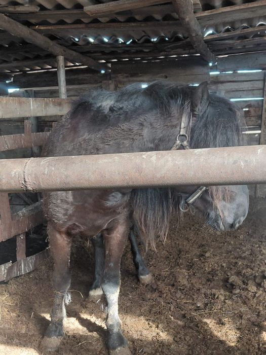 Продам жеребца 4-жасар