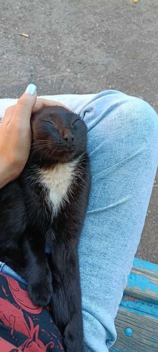 Отдается кошка Грабля