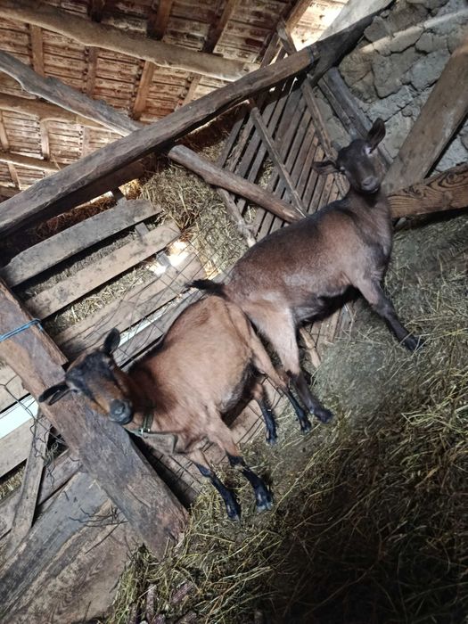 Alpina franceza gestante