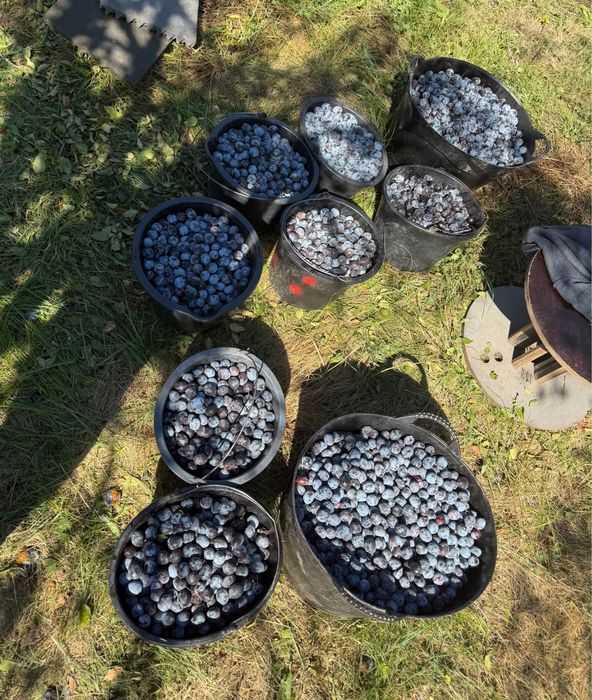 Prune Stanley pentru Tuica/Palinca Calitatea I