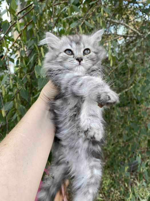 Продаются Котята британские