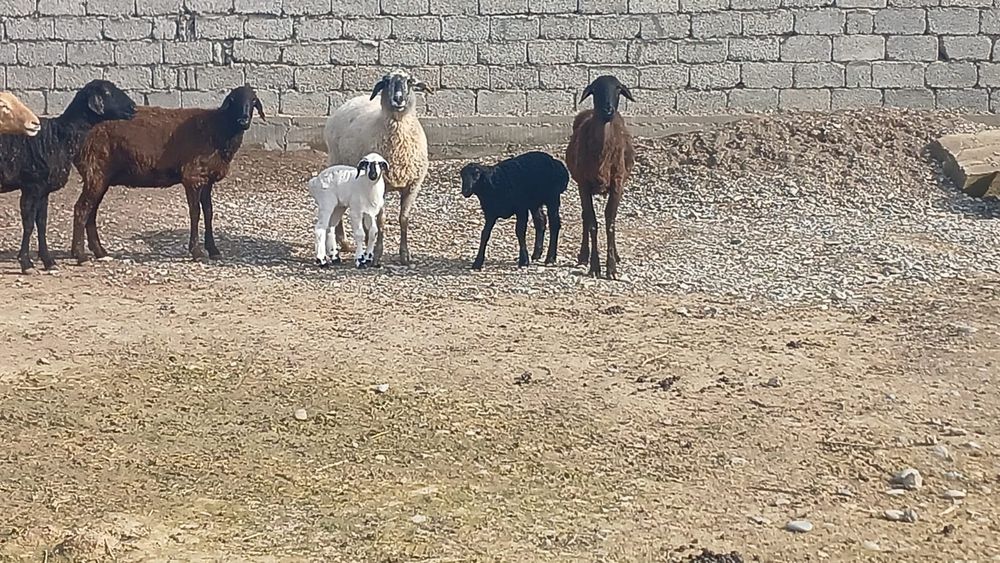 Қозылы қой сатылады туркестан қаласы