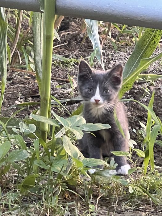 Отдам котят в хорошие руки