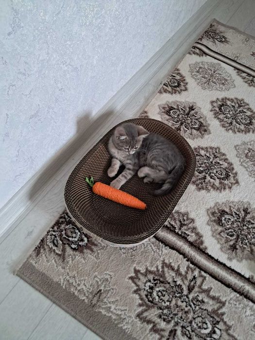 Котёнок серый окрас(  девочка)