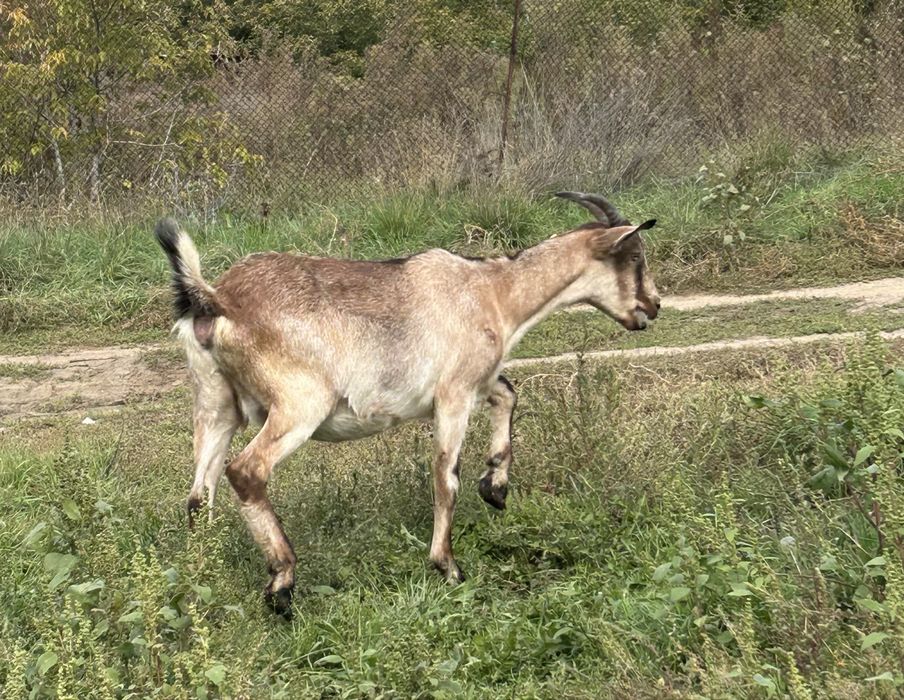 Продам козочку молодую.