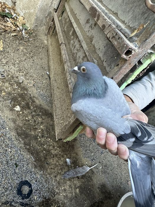Почтовый голубы