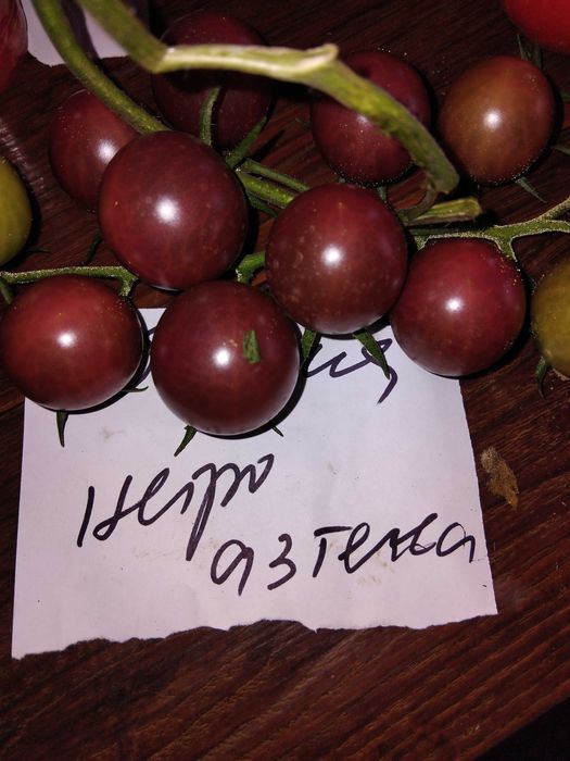 Продавам семена за домати