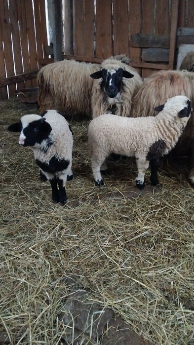 Oi cu miei bune de lapte