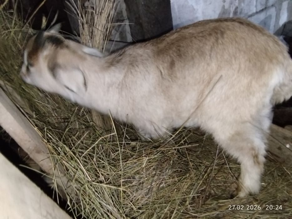 Козёл производитель