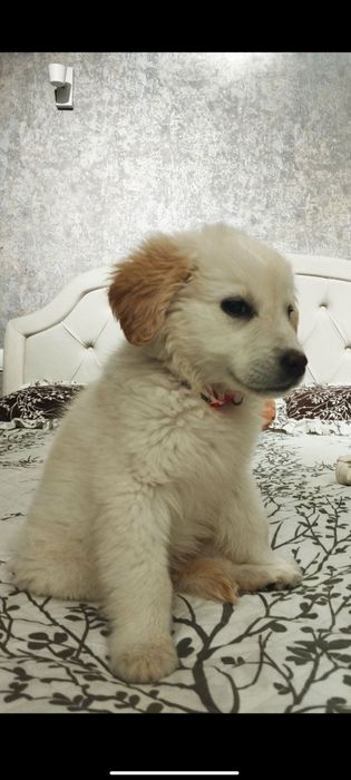 Продаются щенки Голден Ритривер