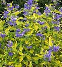 Caryopteris -barba albastra 60cm