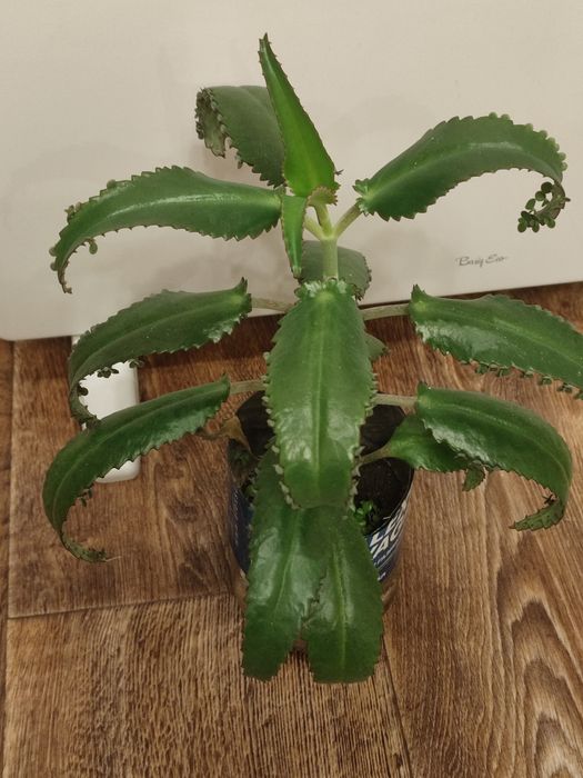 Каланхоэ лечебный.