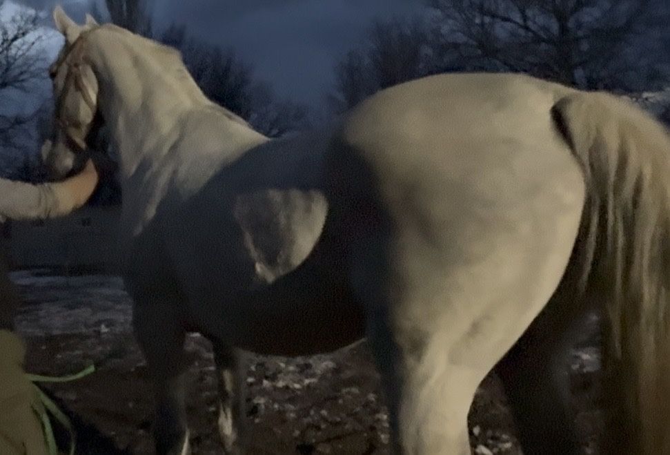 Продам Орловскую Кобылу