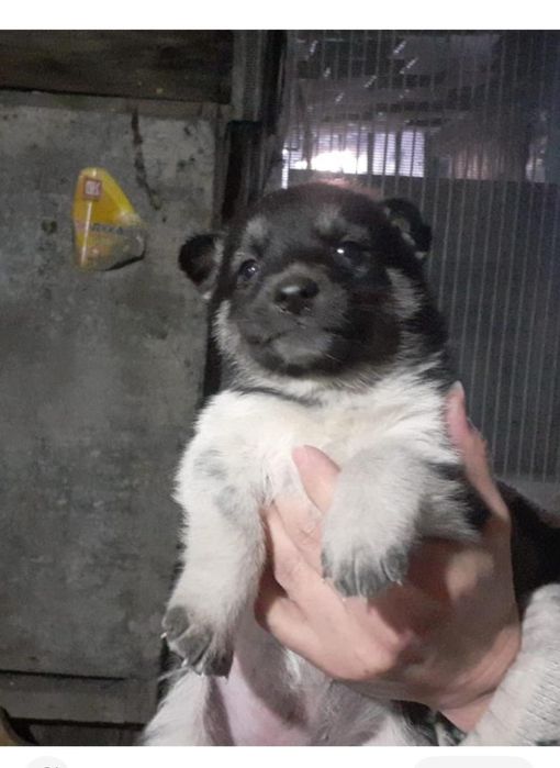 Девочки от Хаски