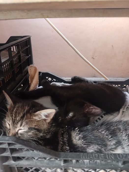 Отдам котят в добрые руки