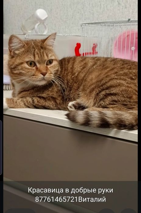 Кошечка стерилизованная в добрые руки
