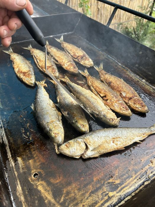 Vand plita scoici  , pește pe gaz